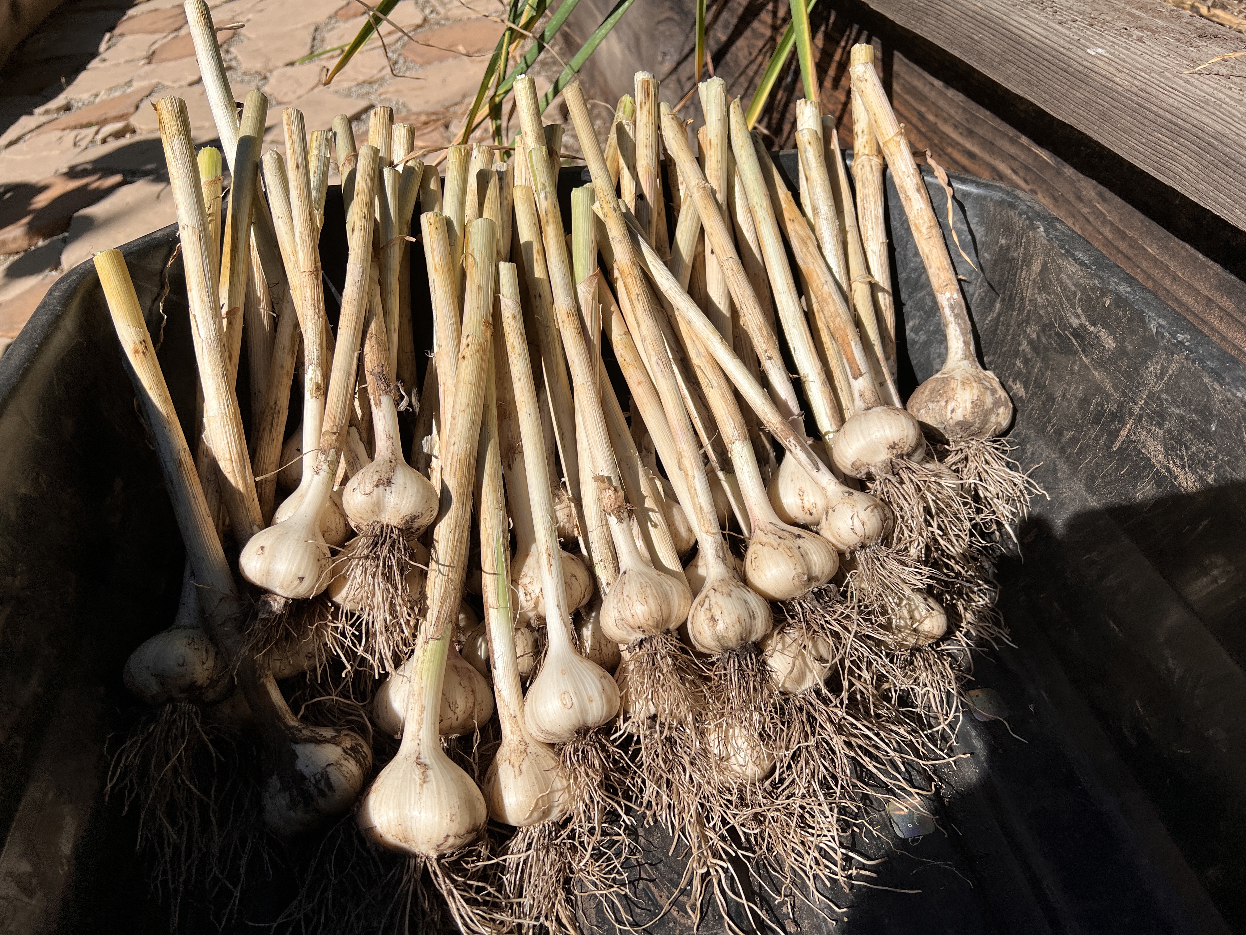 Harvesting garlic – PhotoKent's Musings